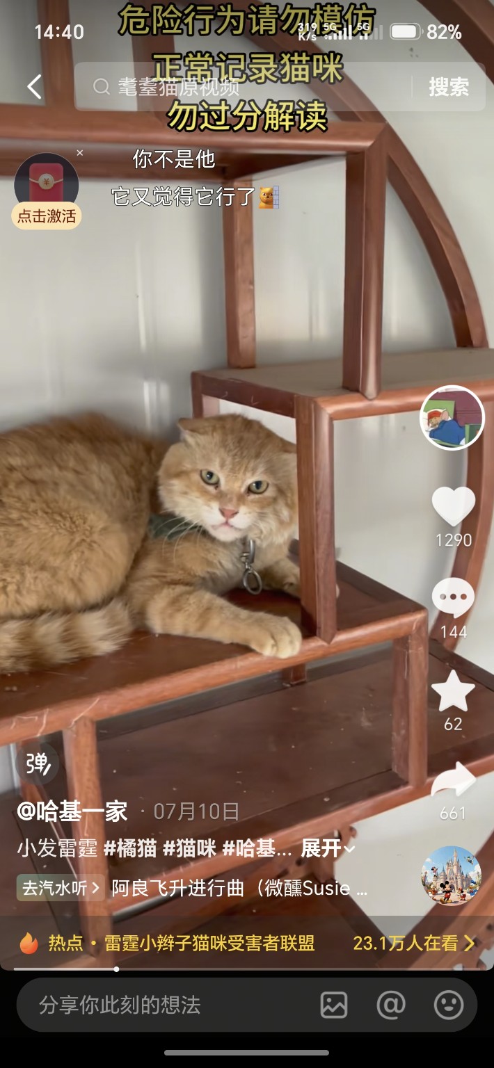 躲在木架上的橘猫